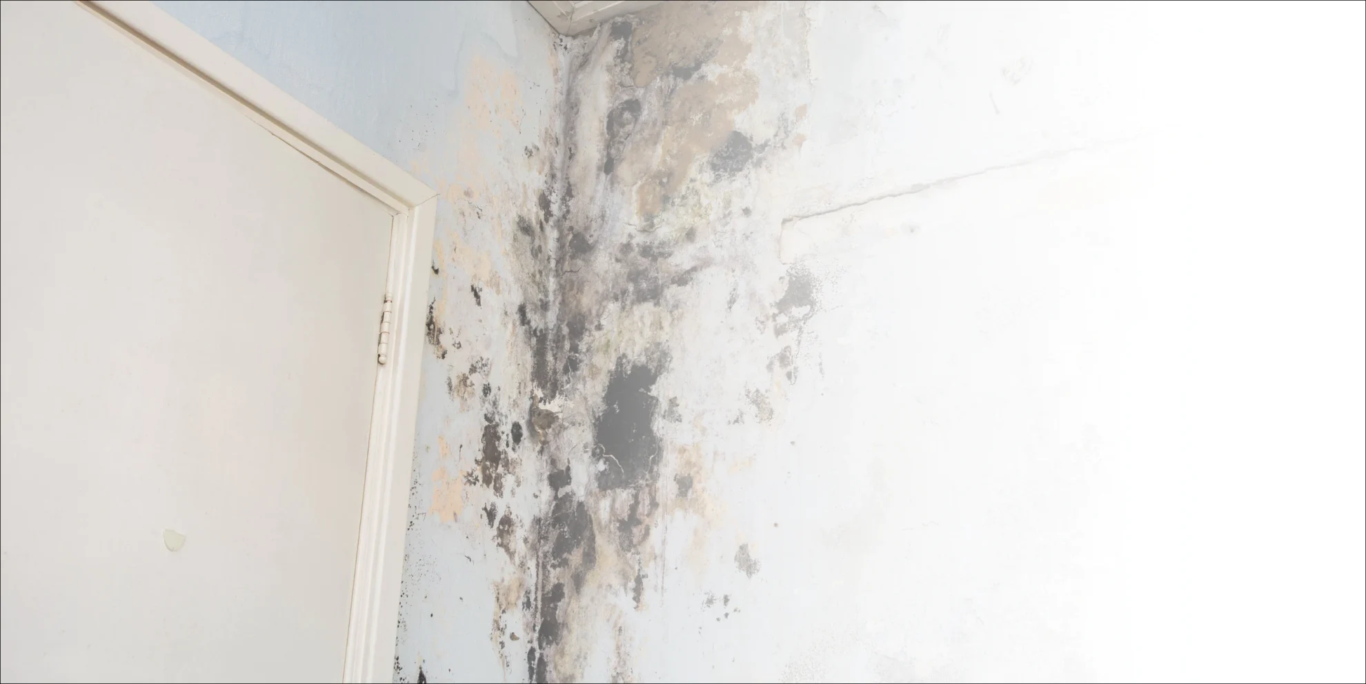 mold in wall corners