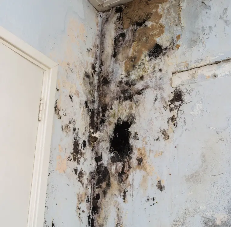 Severe mold growth on an indoor wall near a door frame.